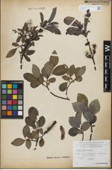Foto von Salix glabra Scop.
